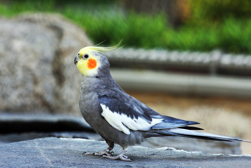 Cockatiel on a Roch in an Outdoor Enclosure Cockatiel on a Roch in an Outdoor Enclosure