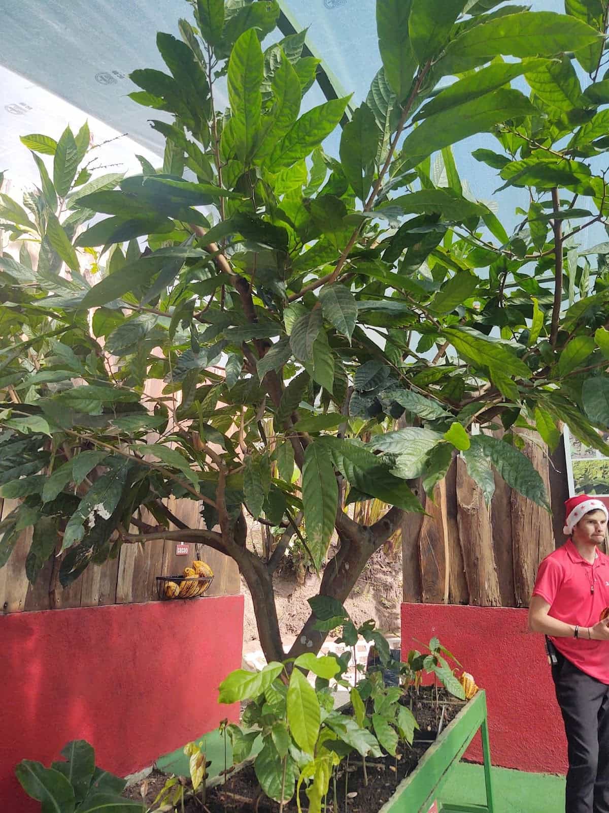 Cocoa Tree That We Saw During Our Tour of Monteverde Cocoa Tree That We Saw During Our Tour of Monteverde