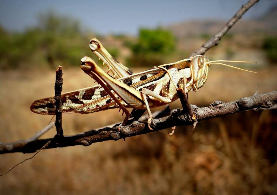 Cricket Sitting on a Branch