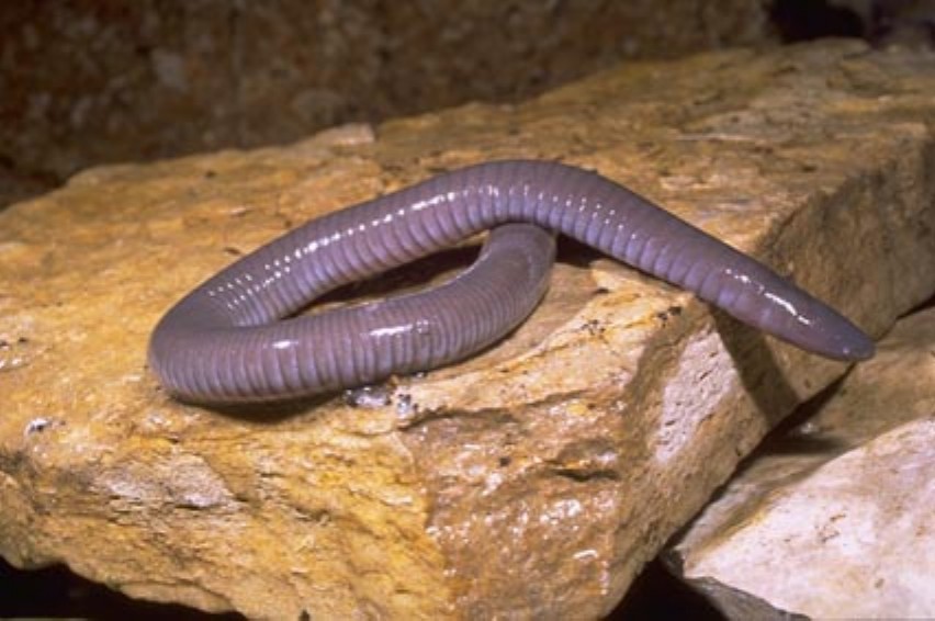 Caecilian Slithering on Its Rock