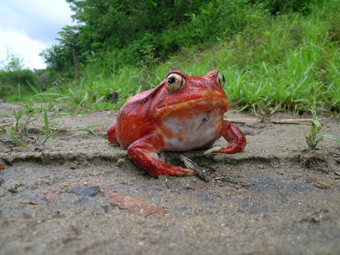 Tomato Frog Sitting on a Dirt Patch With Grass Around It