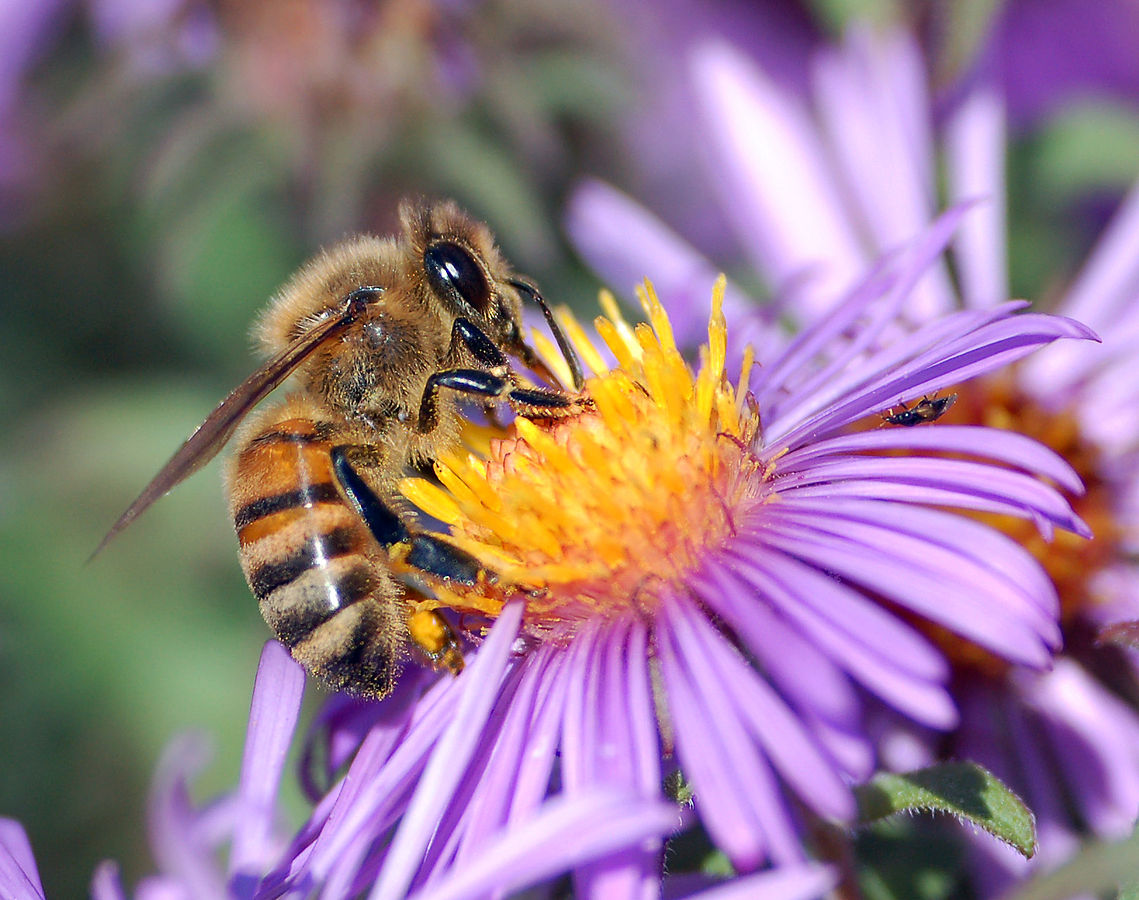 A Bee Gathering Pollen From A Flower