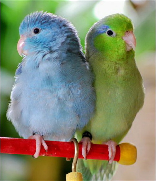 A Blue Parrotlet and a Green Parrotlet on a Perch A Blue Parrotlet and a Green Parrotlet on a Perch
