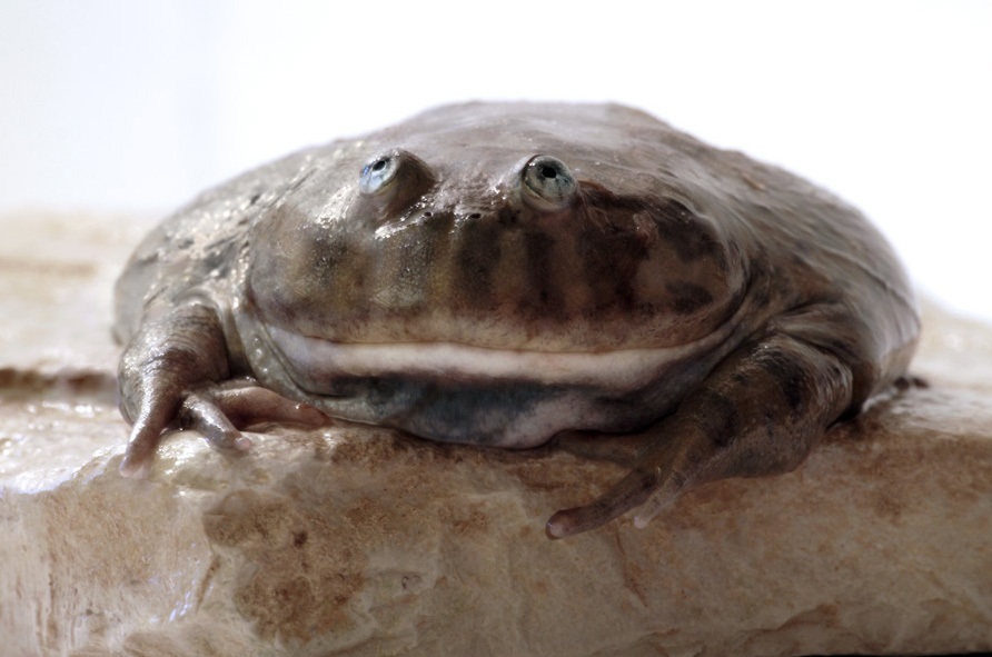 Budgett's Frog Sitting on a Rock looking Almost Flat and Slimy