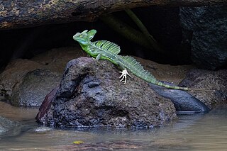 A Green Basilisk Lizard on a Rock