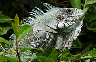 A Close Up Image of a Green Iguana with Branches Around it.