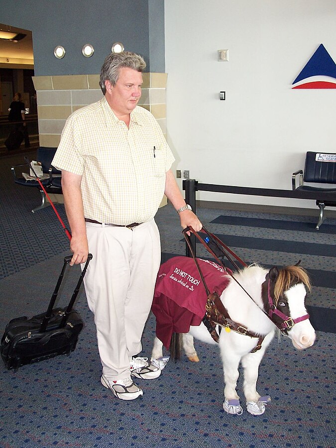 Man Walking With a Service Miniature Horse