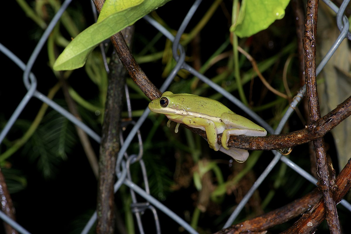 American Green Tree Frog Sitting on a Branch with a Fence in the Background