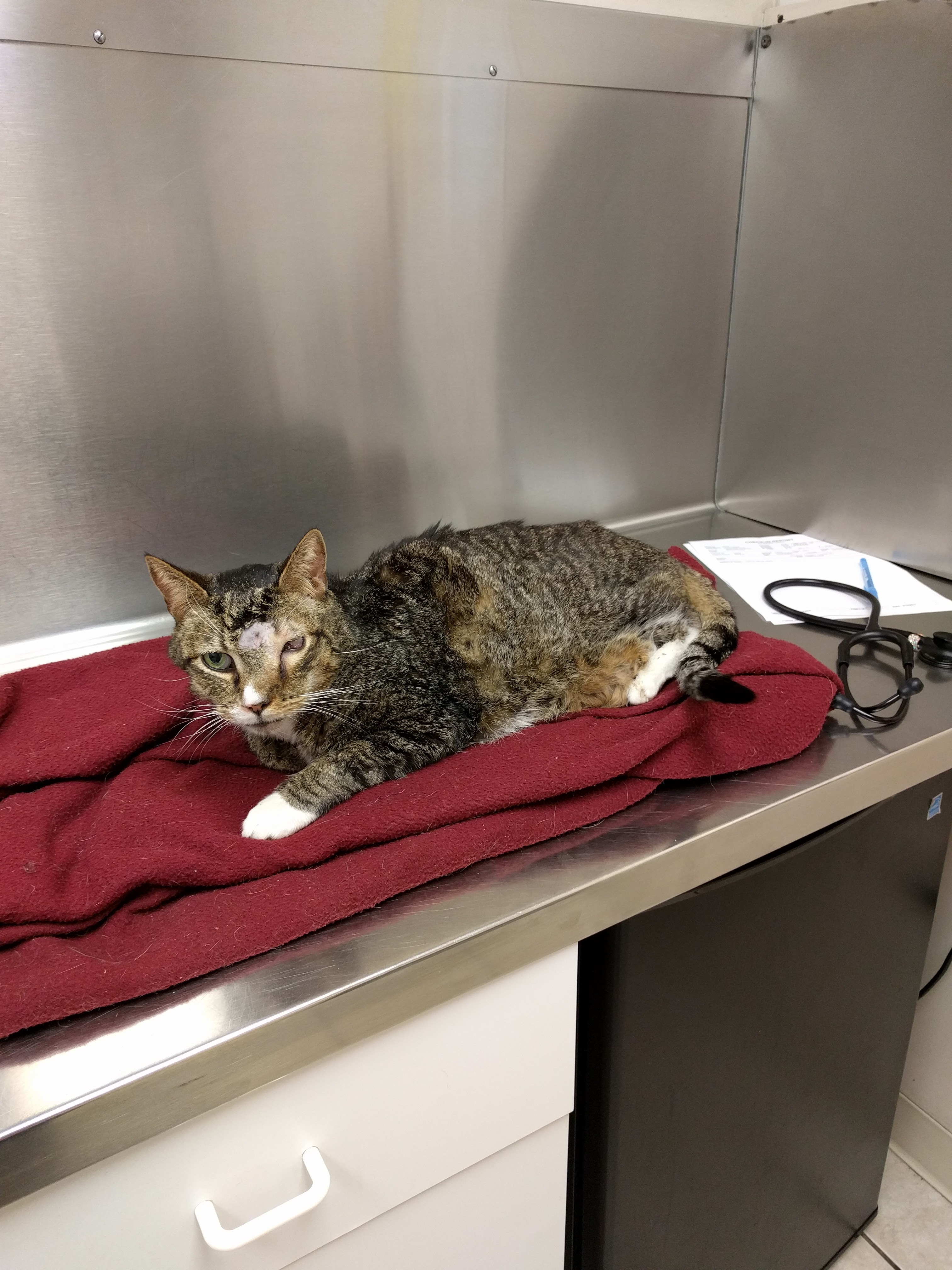 My Cat Marshall Very Sick at the Vet’s Office. His Face Is Deformed and He Is Very Skinny. I feel Pet Guilt at Taking Such Drastic Measures to Prolong His Life