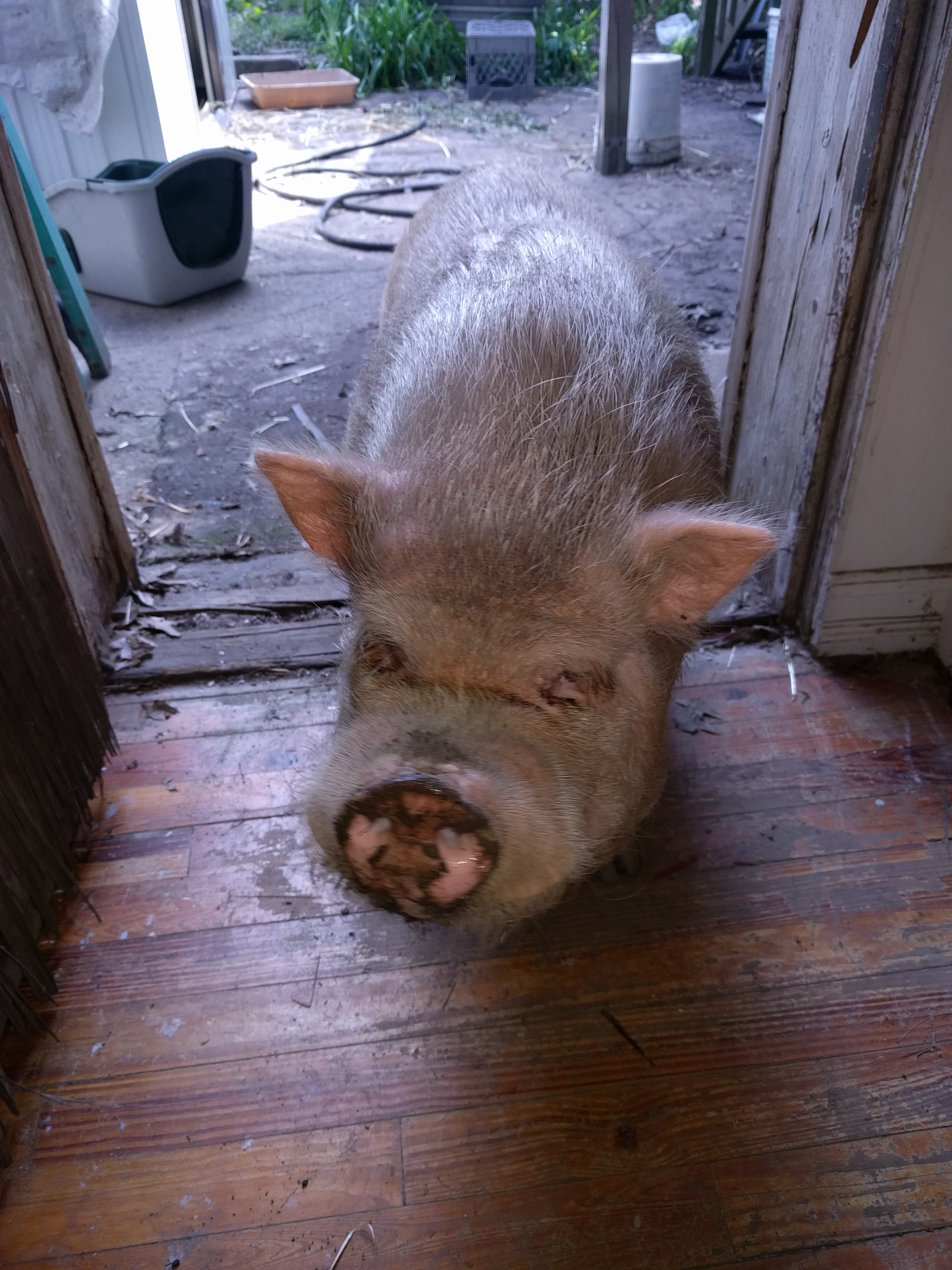 My Pig Coming In From the Outside