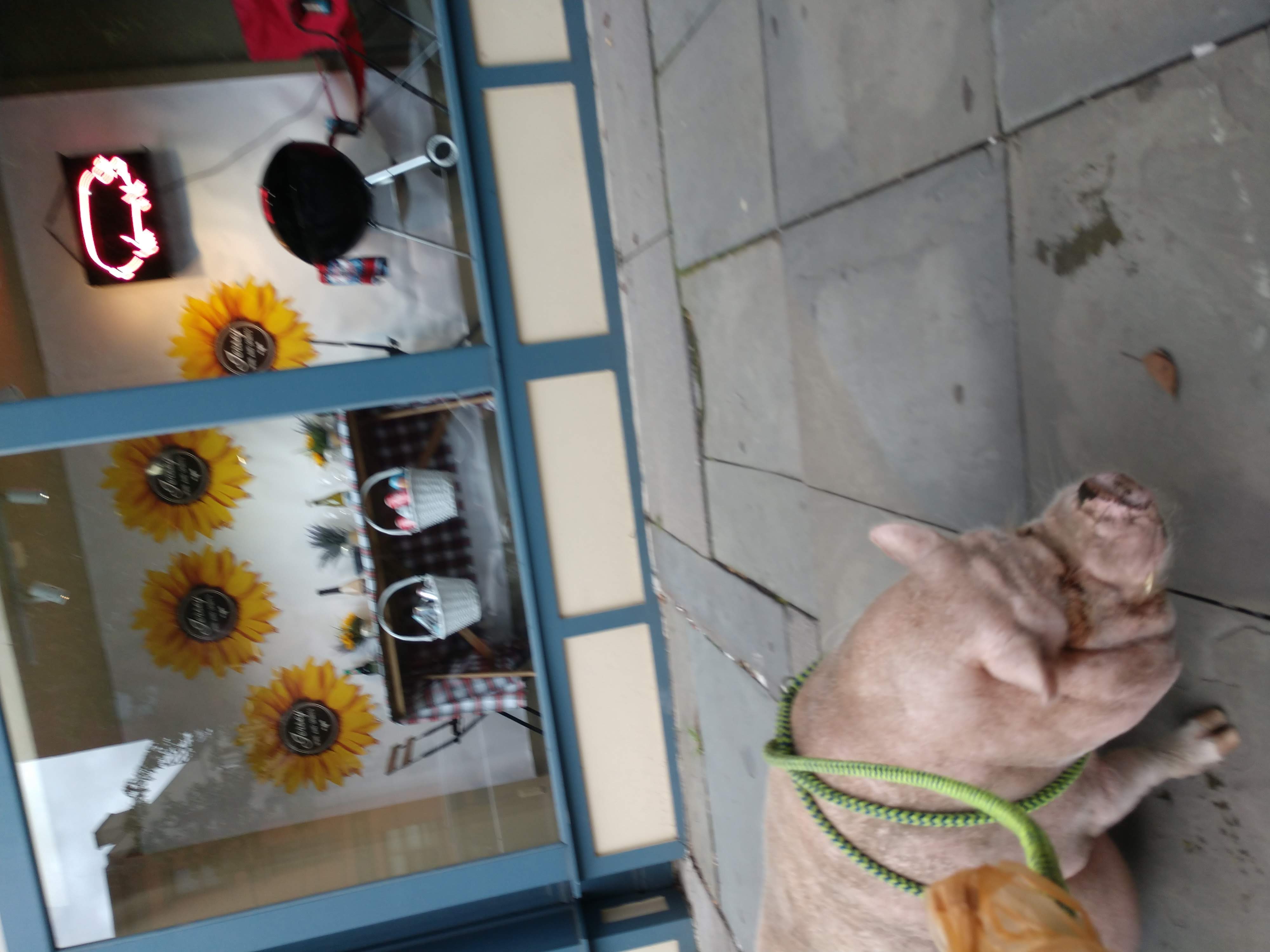 My Pig Walking in Front of a Wine Store