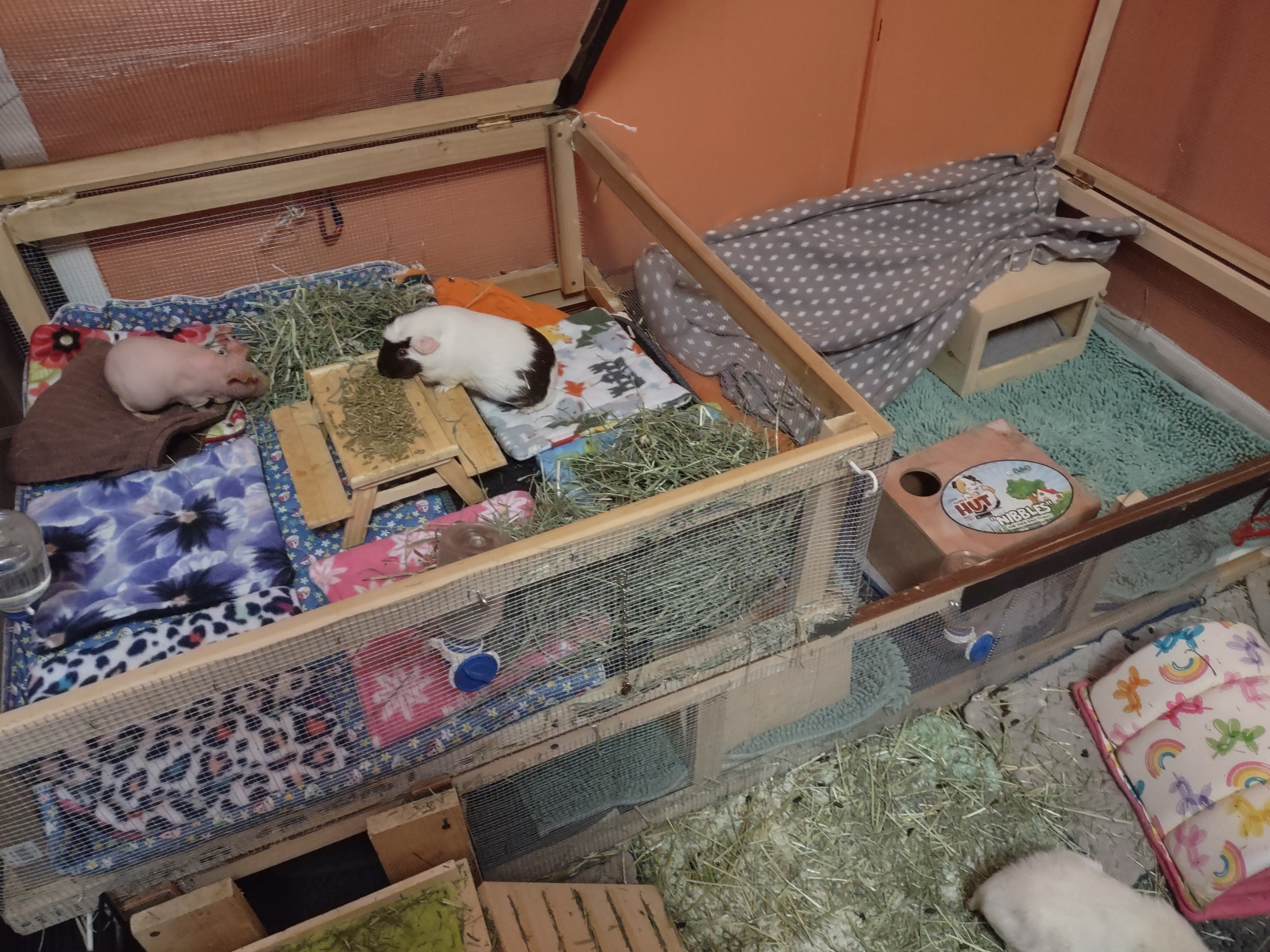 My Guinea Pig Cage Set Up. Guinea pig care involves giving them lots of space to run around My Guinea Pig Cage Set Up. Guinea pig care involves giving them lots of space to run around