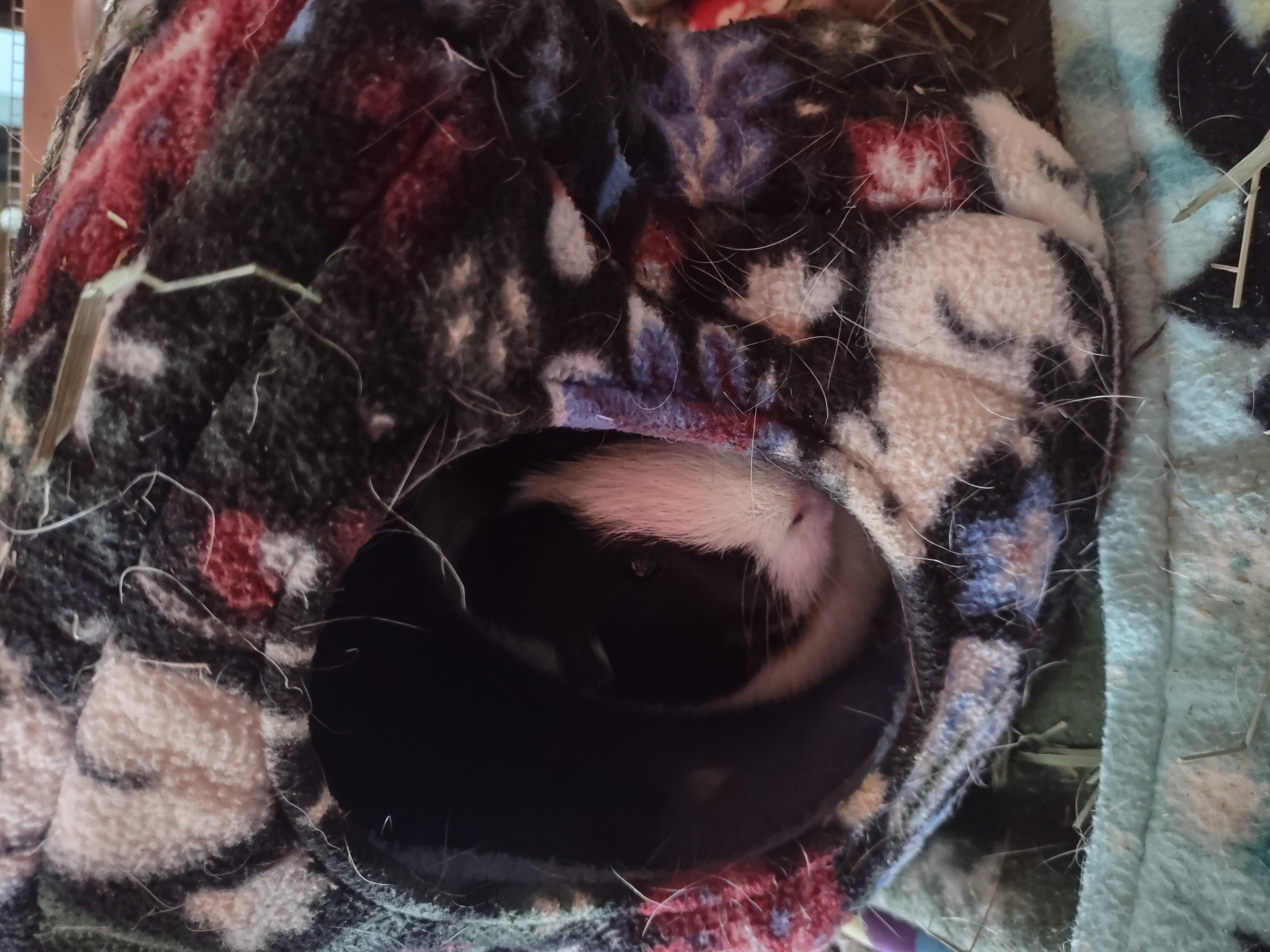 My Pet guinea Pig, Josie, in a Hidy My Pet guinea Pig, Josie, in a Hidy