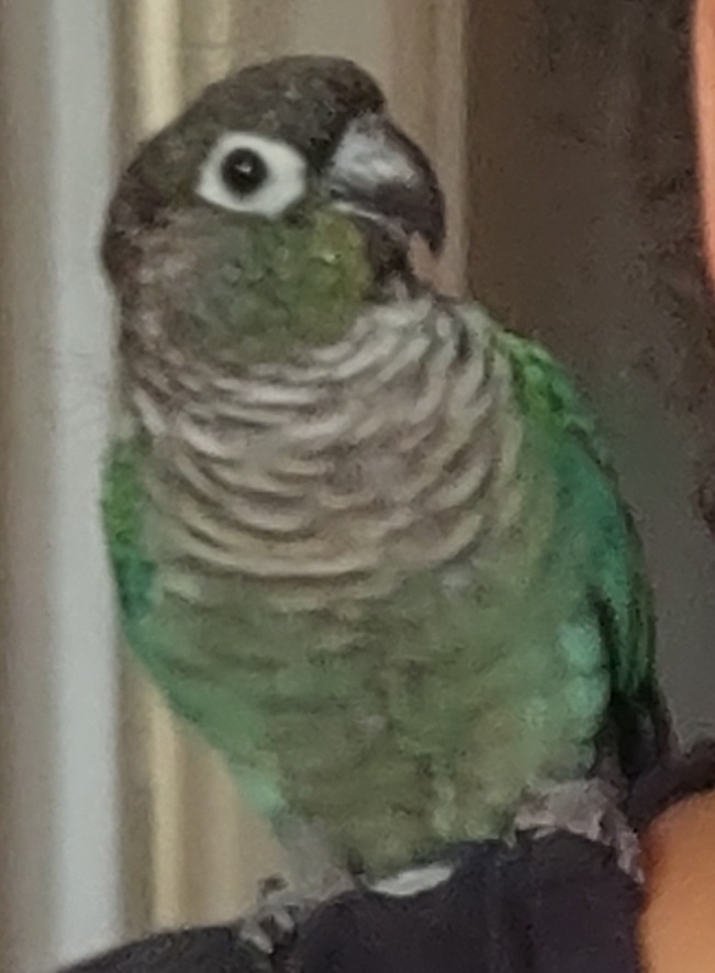 Green Conure Close Up Image Green Conure Close Up Image