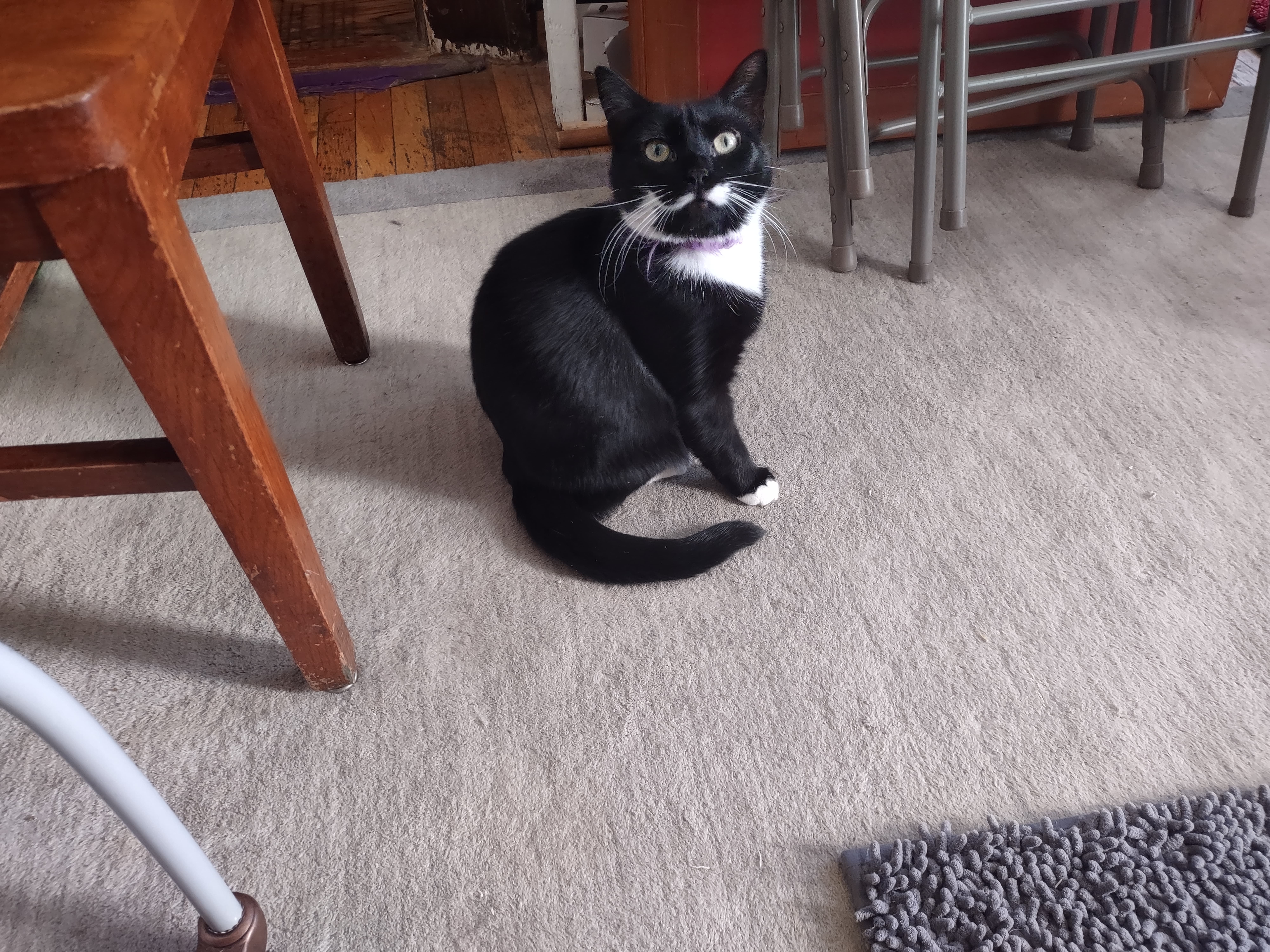 A balck and white cat sitting on a rug looking at the camera A balck and white cat sitting on a rug looking at the camera