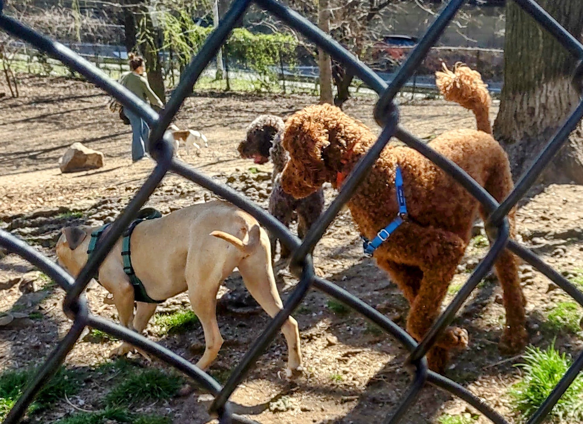 Dogs Playing in a Large Fenced-In Dog Park