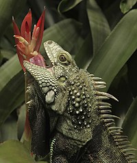Tguana Eating a Plant