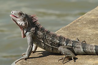 Iguana on a Rock Looking Up