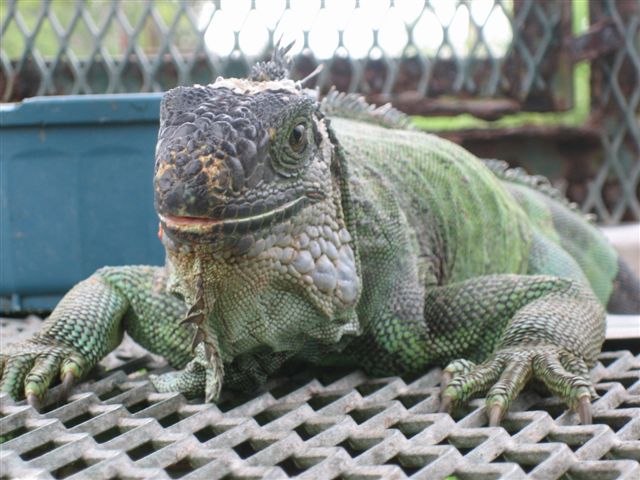 An iguana on the ground of a cage. https://commons.wikimedia.org/wiki/File:Iguana_iguana_Florida_2006.JPG