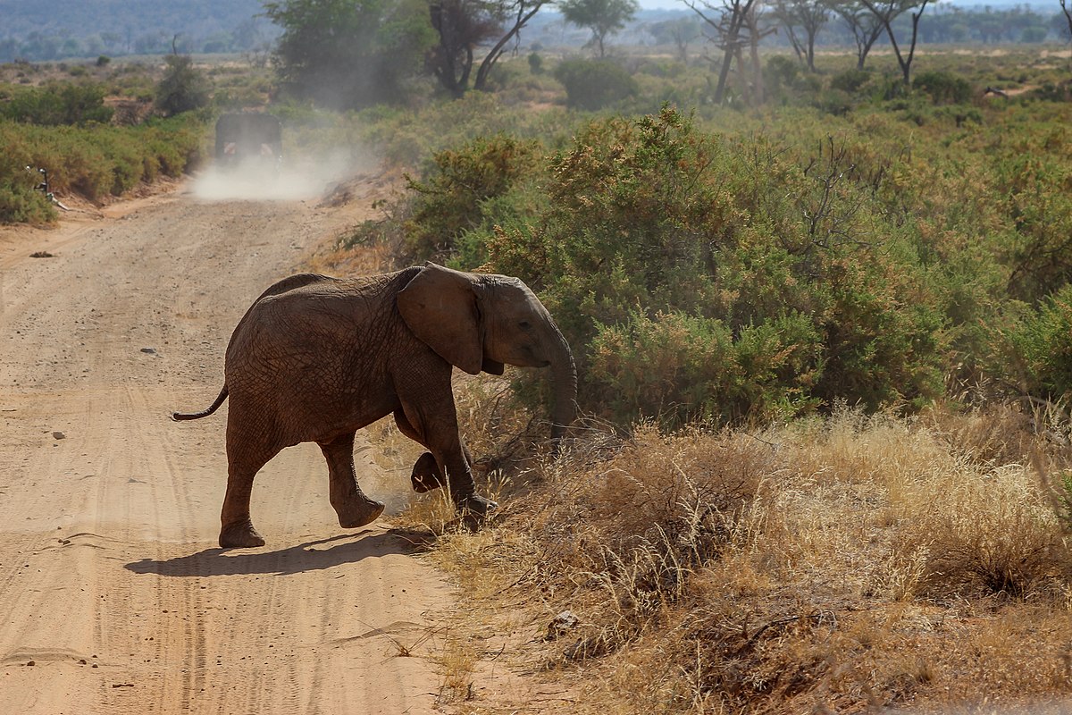 Elephant Crossing a Dirt Road in Kenya Elephant Crossing a Dirt Road in Kenya