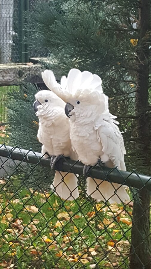 Two Cockatoos Outdoors Perched on a Fence Two Cockatoos Outdoors Perched on a Fence