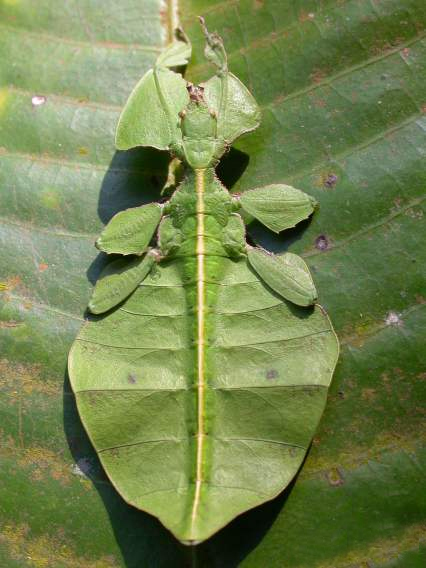 Leaf Insect Camouflaged on a Leaf