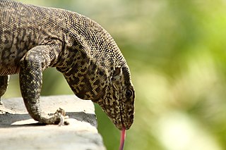 Monitor Lizard on a Wall Looking Down with Its Tongue Out