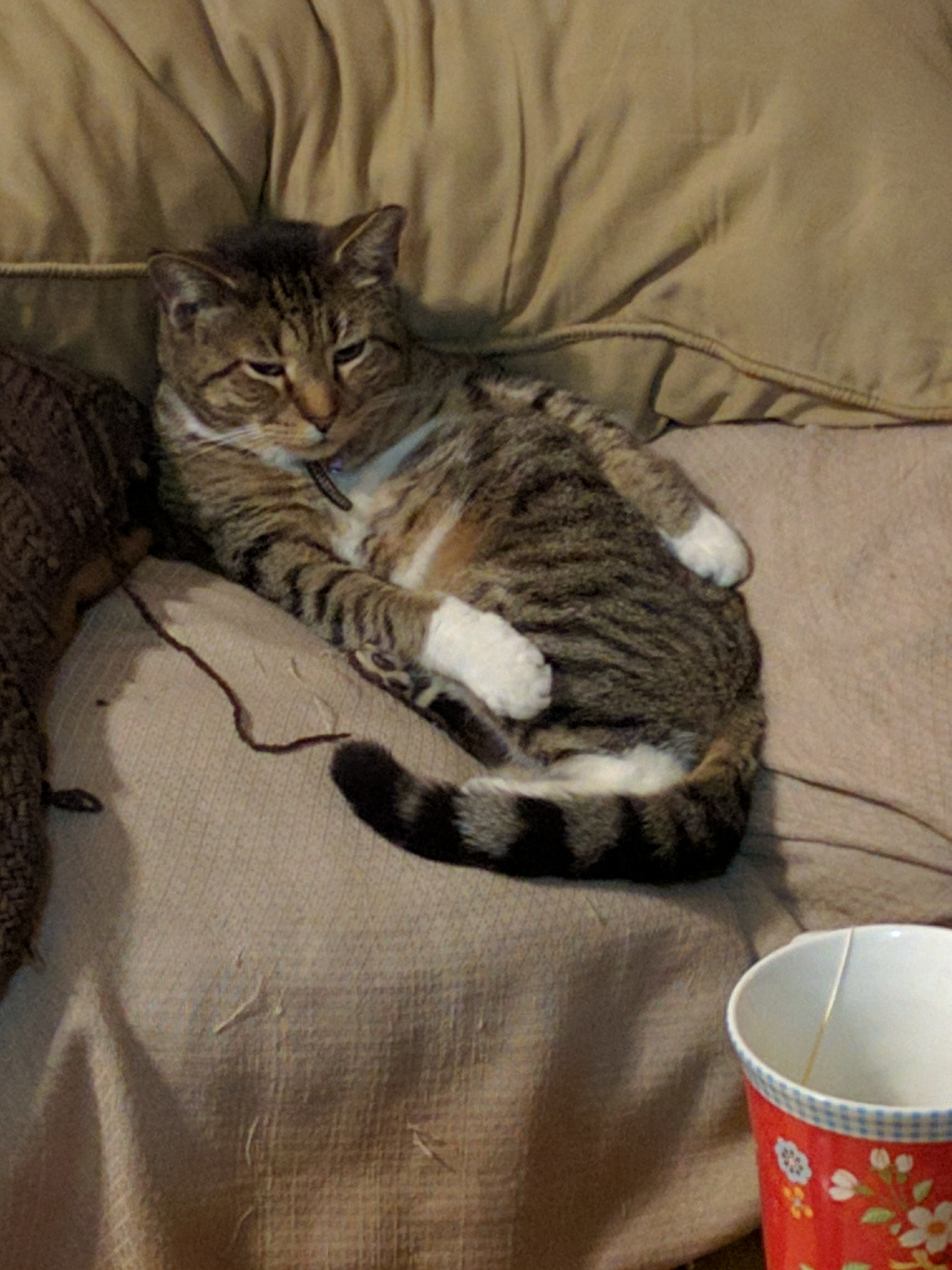 Marshall Hanging Out on the Couch