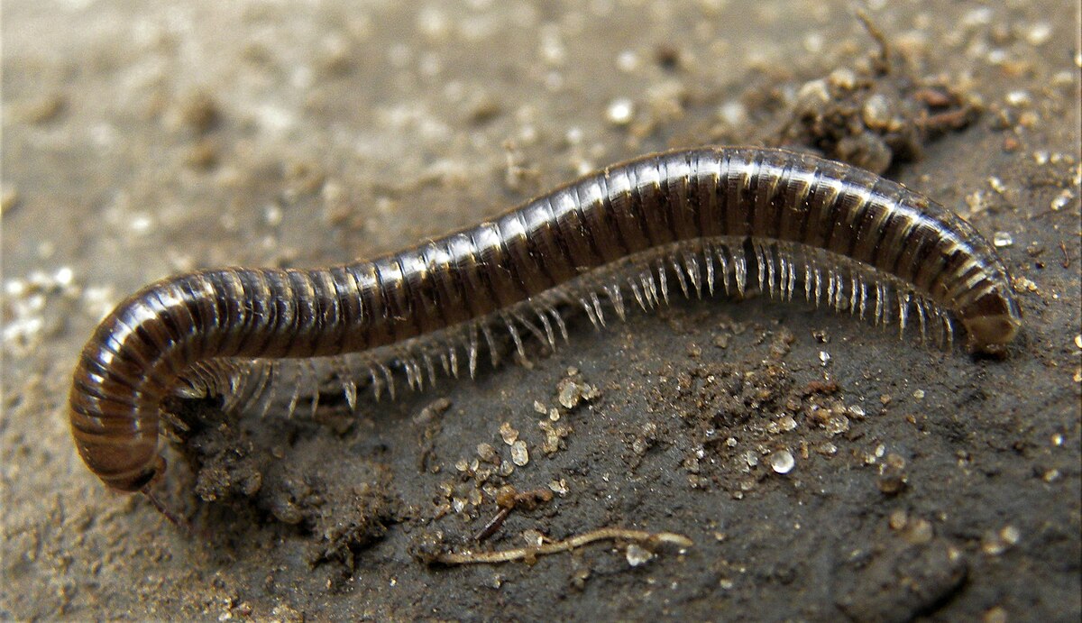 Millipede in the Dirt