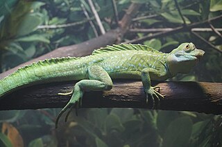 Green Basilisk on a Branch in an Enclosure. Basilisk Lizard Care Involves Maintaining Good Light, Temperature, and Humidity