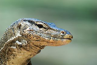 Close Up Image of a Monitor Lizard Face
