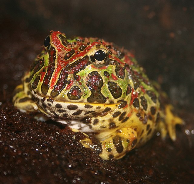 An Example of Amphibians as Pets: Mr. Wiggles, an Argentine Horned Frog in his Habitat