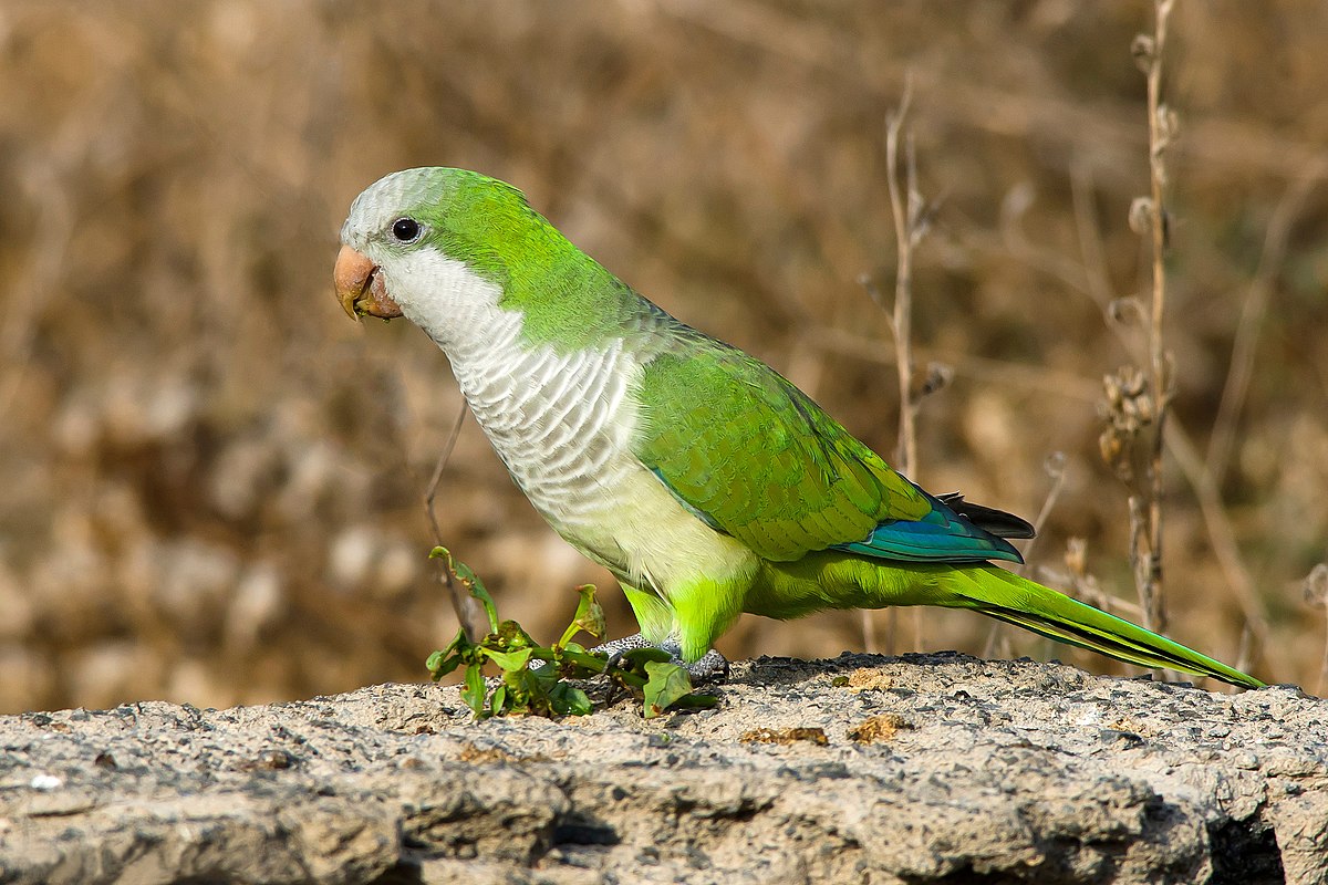 Quaker Parrot Image Quaker Parrot Image