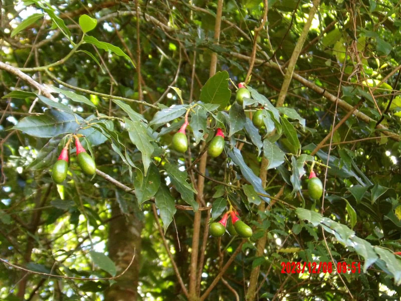 Ocotea Purpurea Plant That We Saw During Our Day Tour of Monteverde Ocotea Purpurea Plant That We Saw During Our Day Tour of Monteverde
