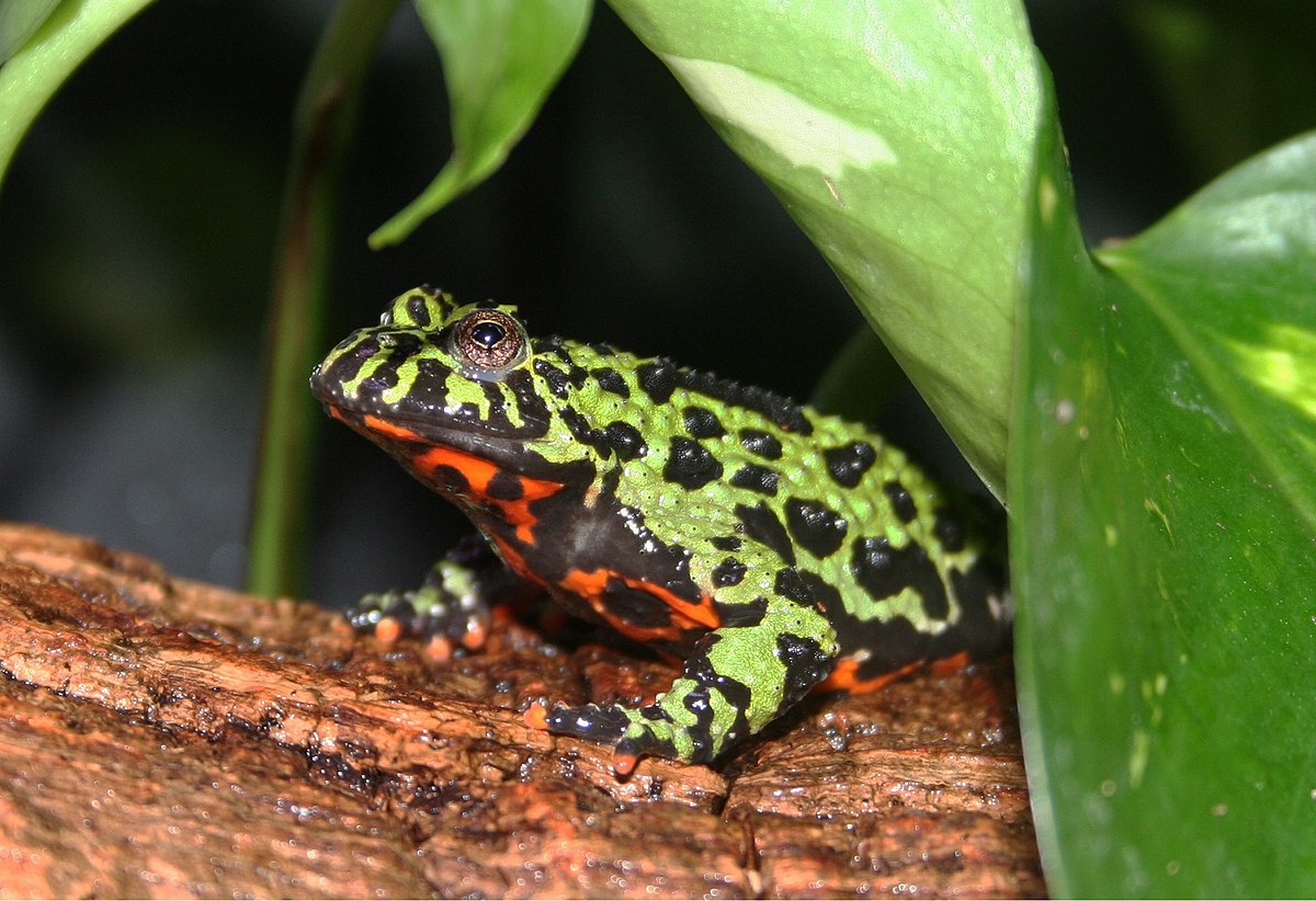 Oriental Fire-Bellied Toad Resting on a Log Among Some Leaves