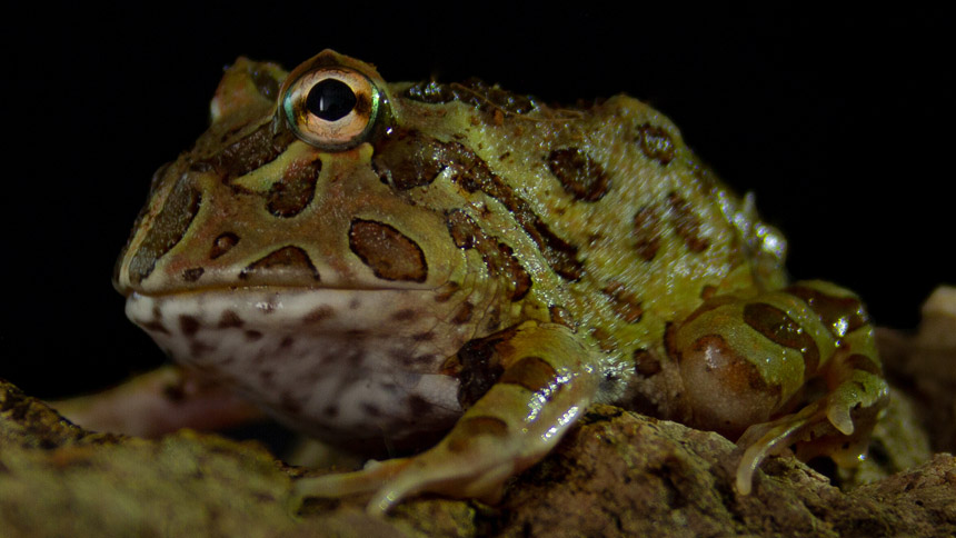 Pacman Frog - A Popular Amphibian Pet
