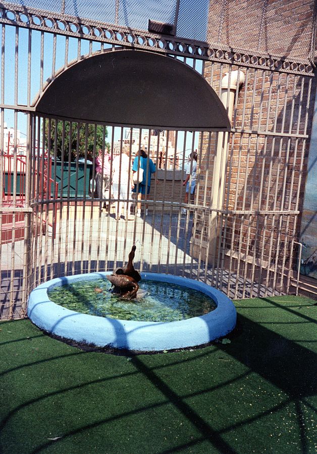 Duck in a Backyard Inflatable Child's Swimming Pool Duck in a Backyard Inflatable Child's Swimming Pool