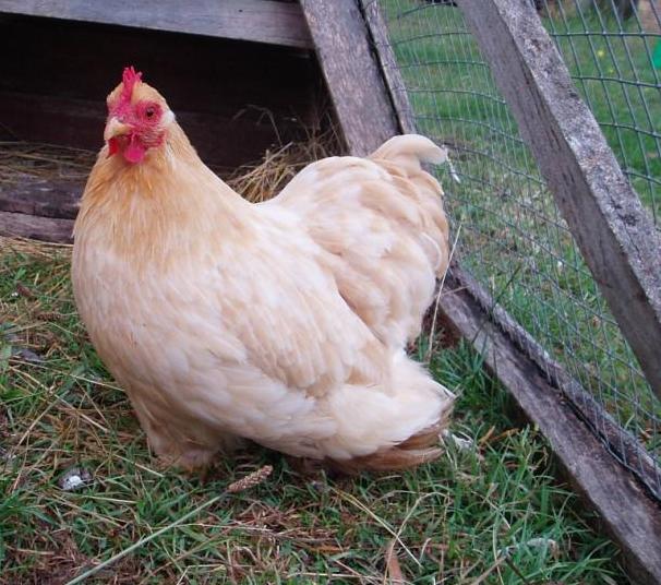 Bantam Chicken in a Backyard Pen Bantam Chicken in a Backyard Pen