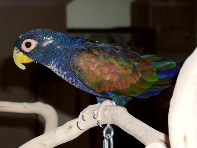 Pionus Parrot on a Perch Pionus Parrot on a Perch
