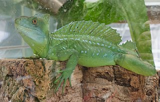 Green Colored Basilisk Behind Glass Climbing on a Stump
