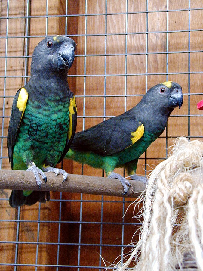 Two Myers Parrots Two Myers Parrots