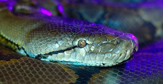 Python Head Close-Up Image