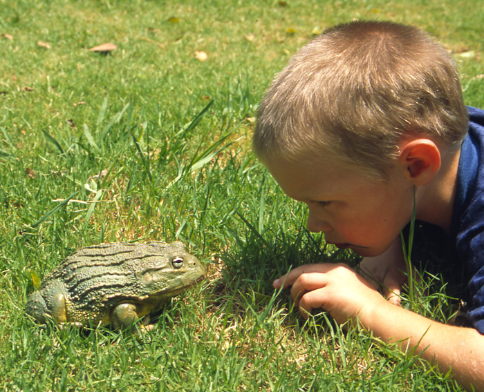 Pixie Frog in the Grass With a Little Boy Looking at It