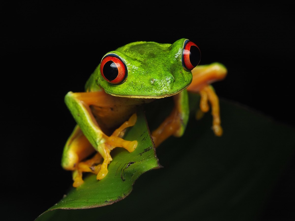 Red-Eyed Tree Frog Clinging to a Branch With a Dark Background