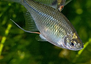 A Small Silver Fish - A Rosey Bitterling