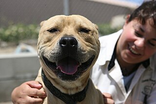 Smiling Pit Bull with a Smiling Person Behind it