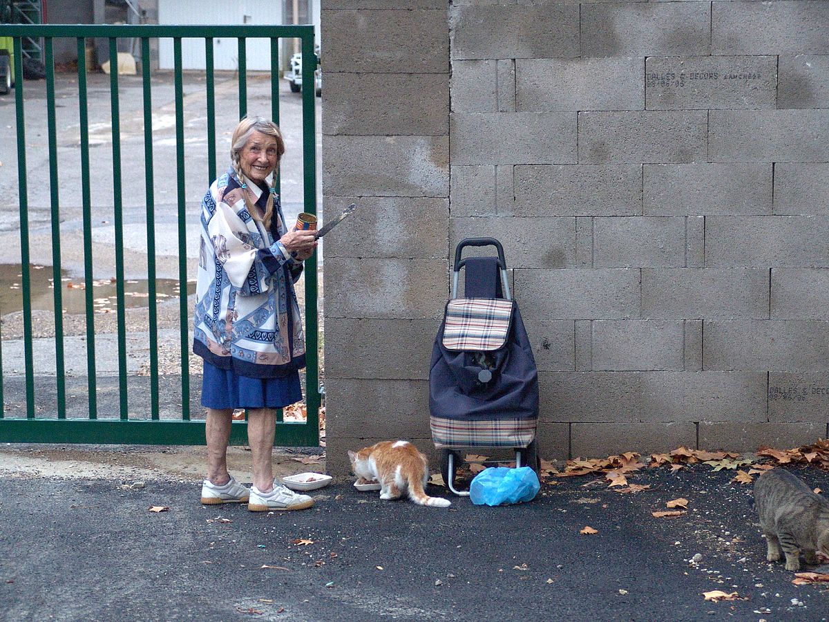 Woman Feeding Stray Cats