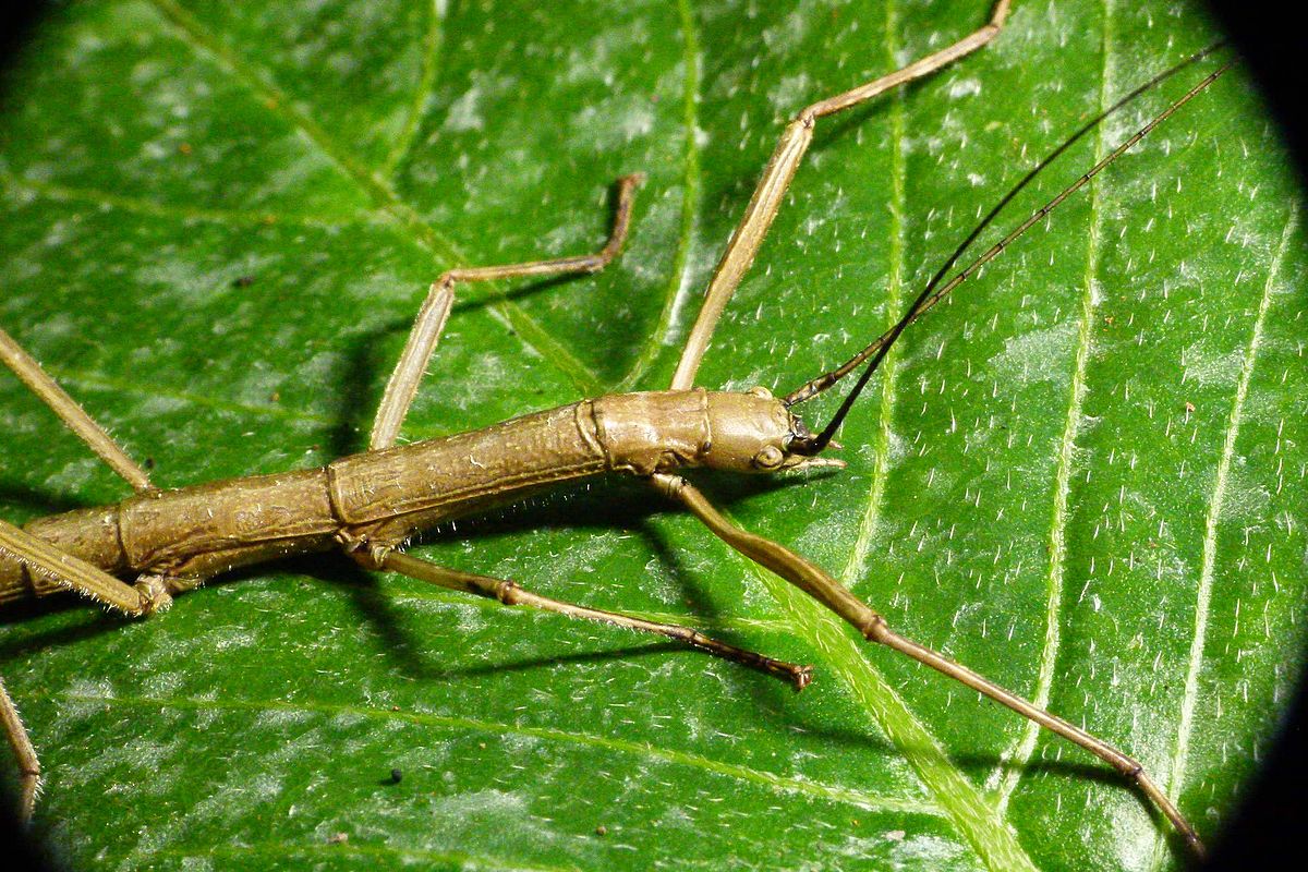 Stick Insect on a Leaf