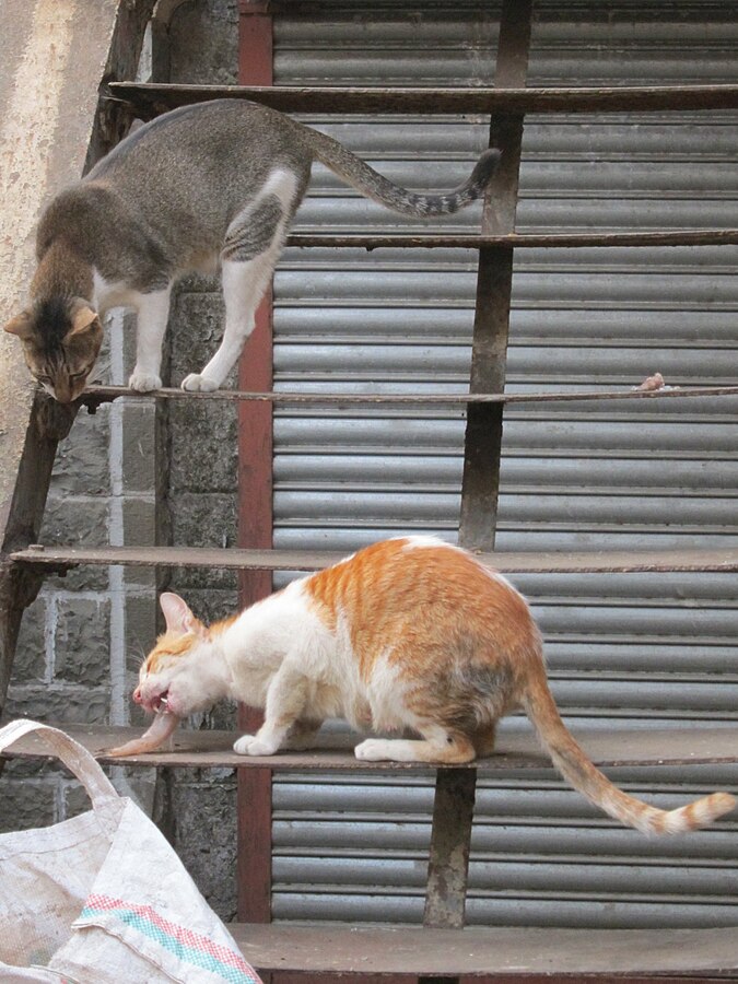 Some Cats on Some Steps. One Cat Is Eating Something