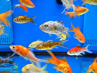 A Bunch of Different Types of Pet Fish in a Tank
